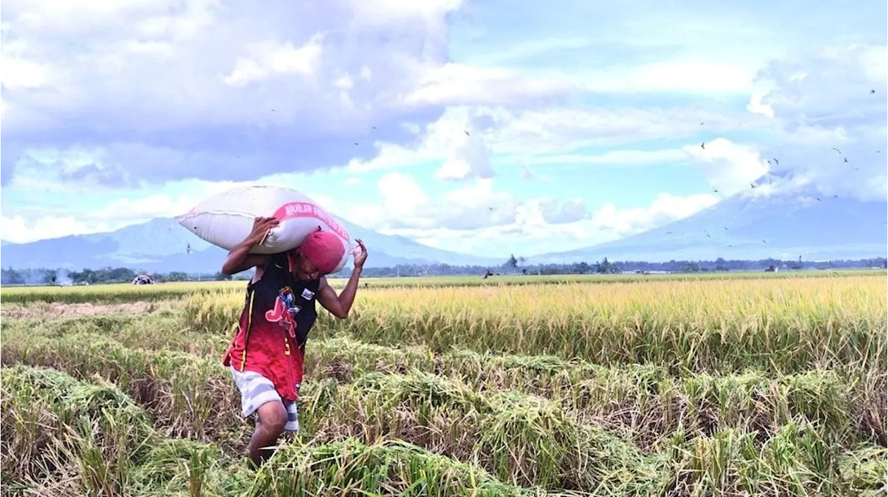 Income gap, high costs strain Albay farmers as agrarian aid falls short