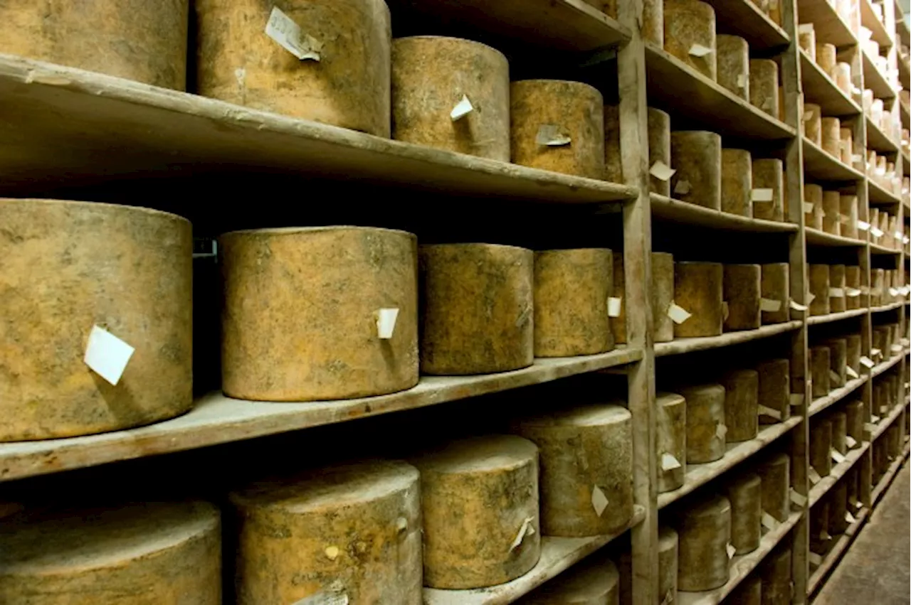 ‘Grate Cheese Heist’: Thieves Just Stole $390,000 Worth of Prize-Winning Cheddar in England