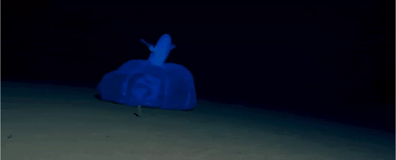 Watch This Mysterious Octopus Boing Across The Ocean Floor