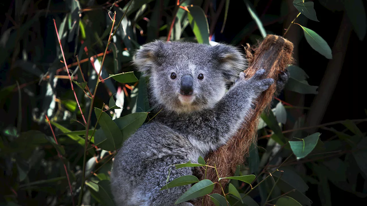 A common kitchen tool could help koala conservation