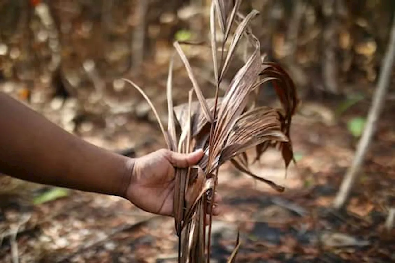 In Amazzonia siccità da record