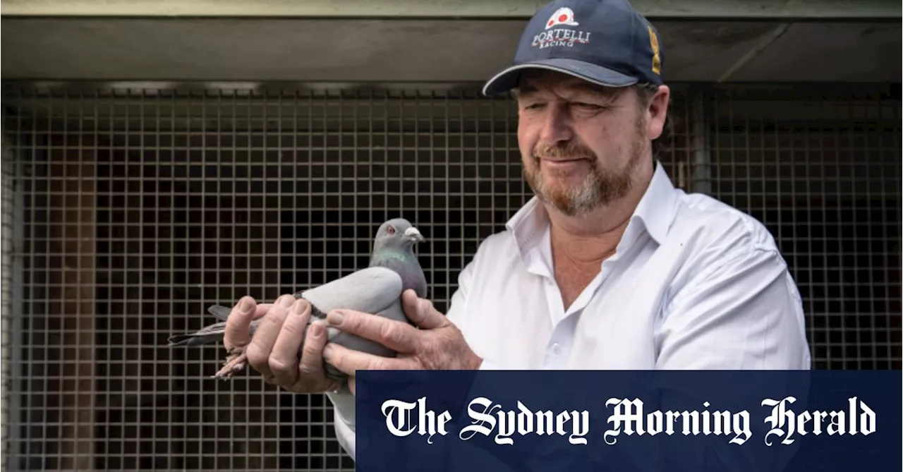 He already has champion pigeons, now trainer Gary Portelli wants a Golden Eagle