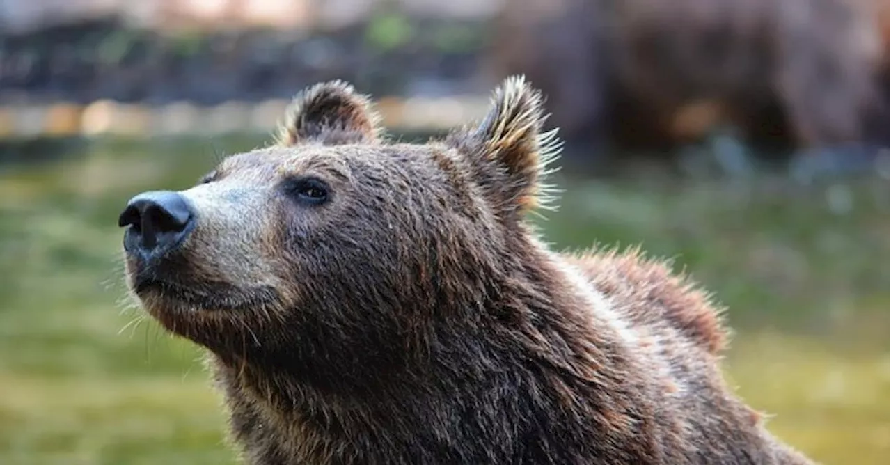 Trentino, plebiscito della Val di Sole contro gli orsi (98%): «Sono pericolosi»