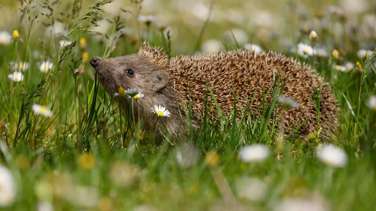 Rote Liste der Weltnaturschutzunion: Der Igel ist in Gefahr