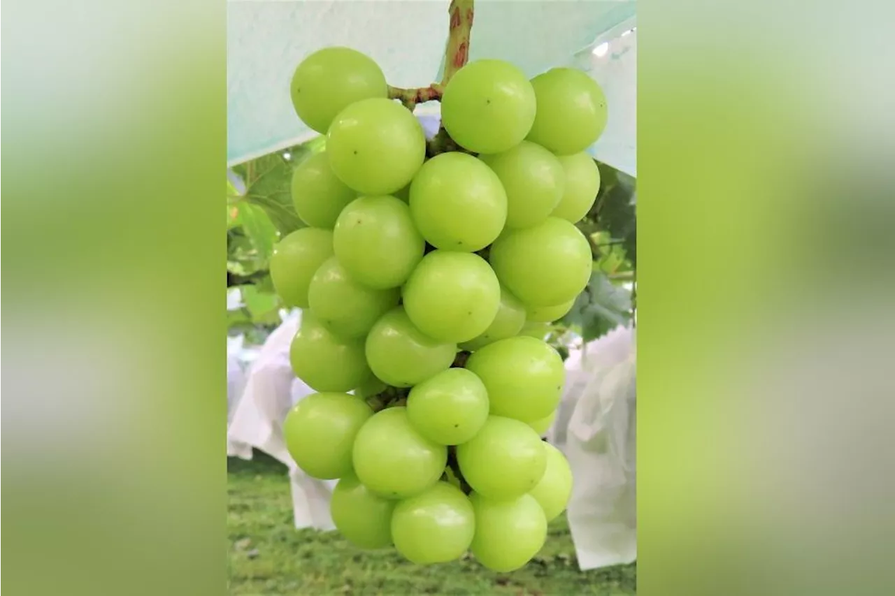 No excessive pesticide on shine muscat grapes, says Health Ministry