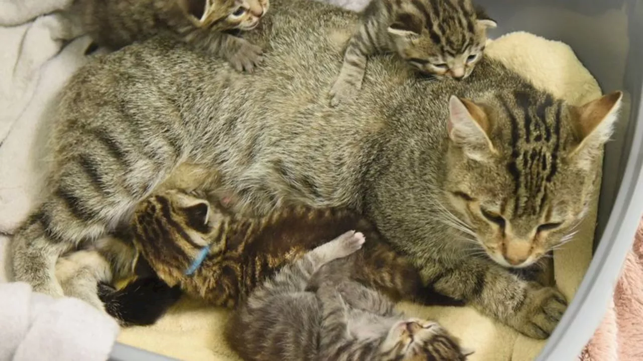 Tierschutz: Viele Katzenbabys im Tierheim - Linke pochen auf Gesetz