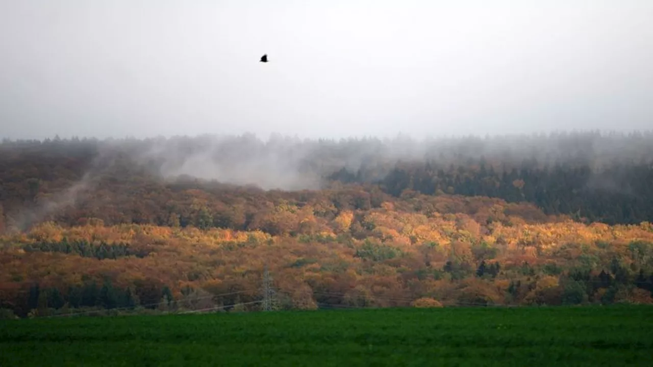 Trotz viel Regens: Klimawandel setzt Wäldern in Niedersachsen zu