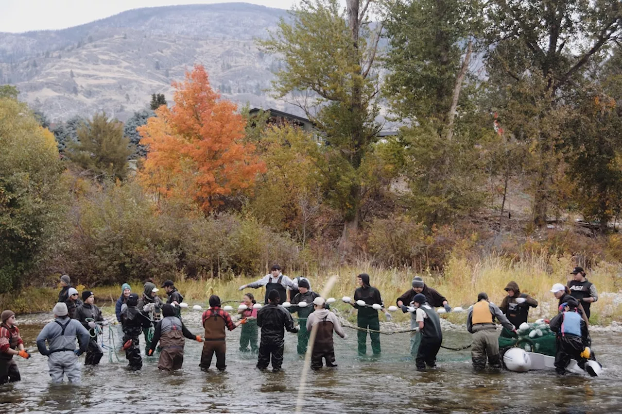 Okanagan Nation looks towards egg-citing salmon return