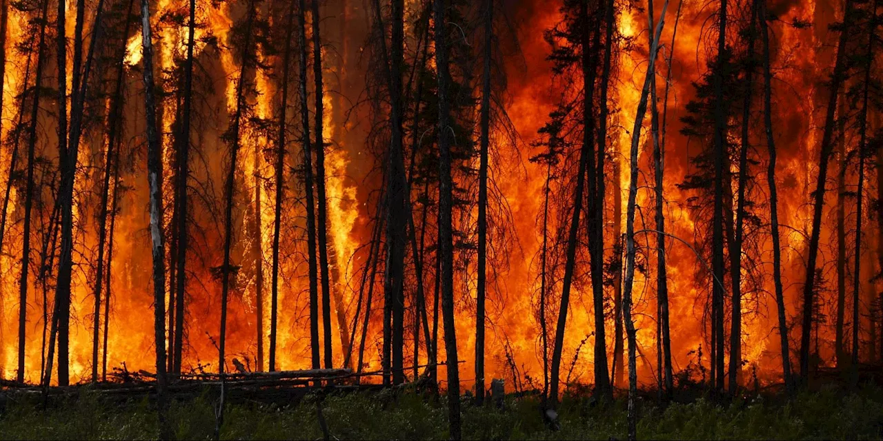 Tripling of boreal wildfire emissions since 2001 show ‘growing vulnerability’ of Canada’ ...