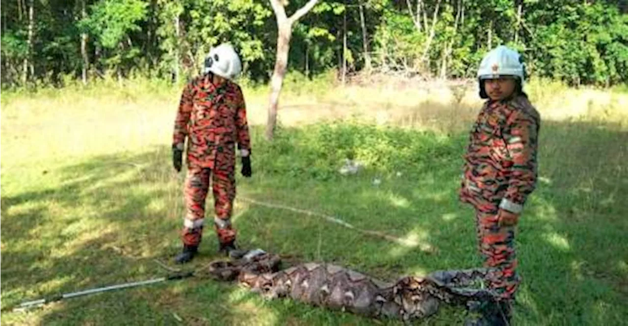 Bomba tangkap ular sawa kekenyangan selepas baham tiga ekor kambing