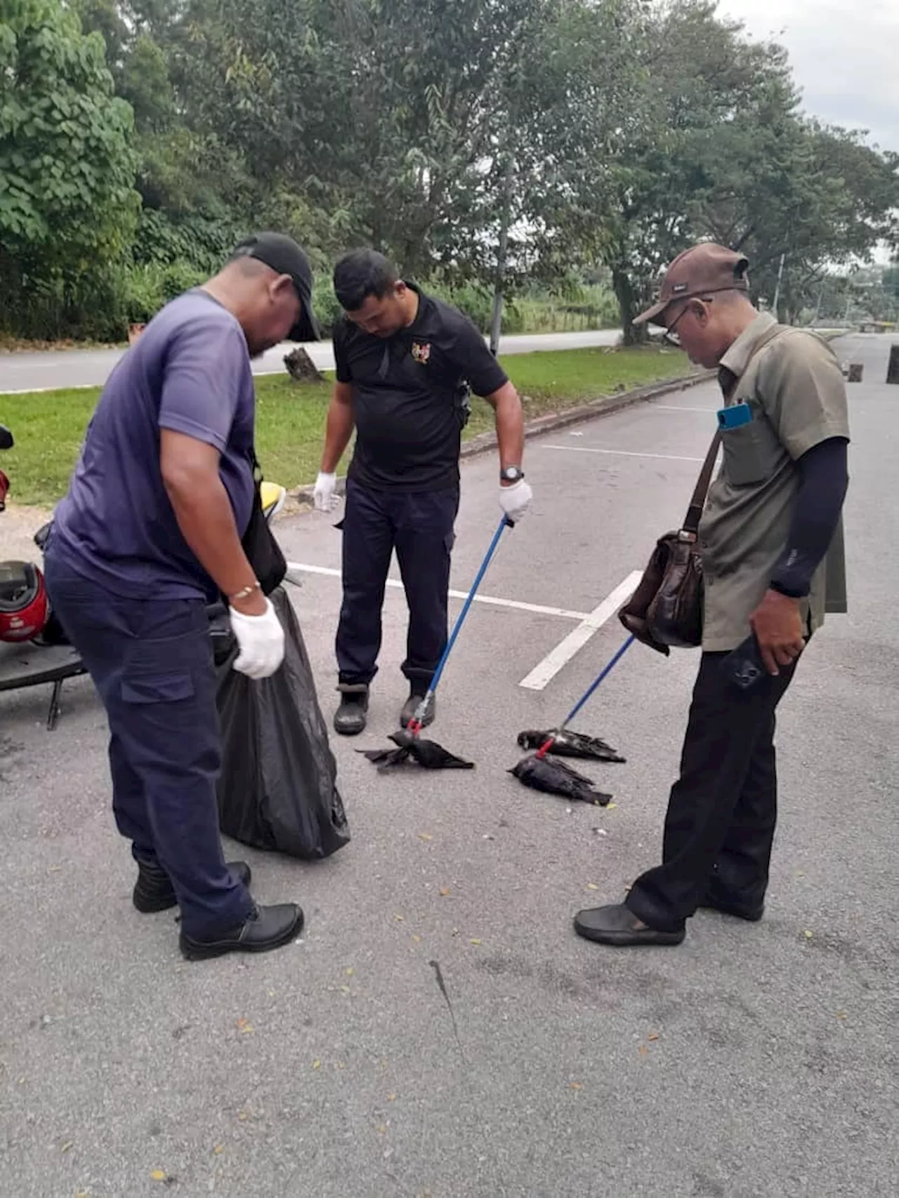 Burung gagak merimaskan penduduk Seremban, Senawang