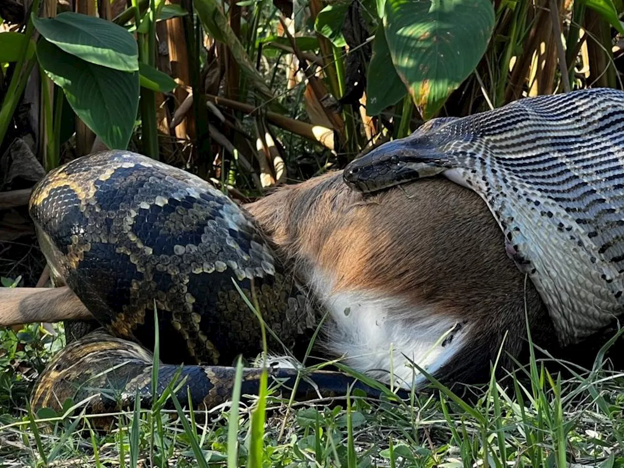 Wild-Biologen schockiert: Python verschlingt 35-kg-Hirsch in Florida