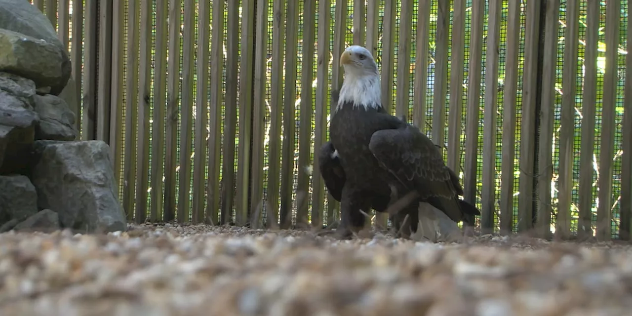 Alabama Wildlife Center helping injured birds amid migration, year-round