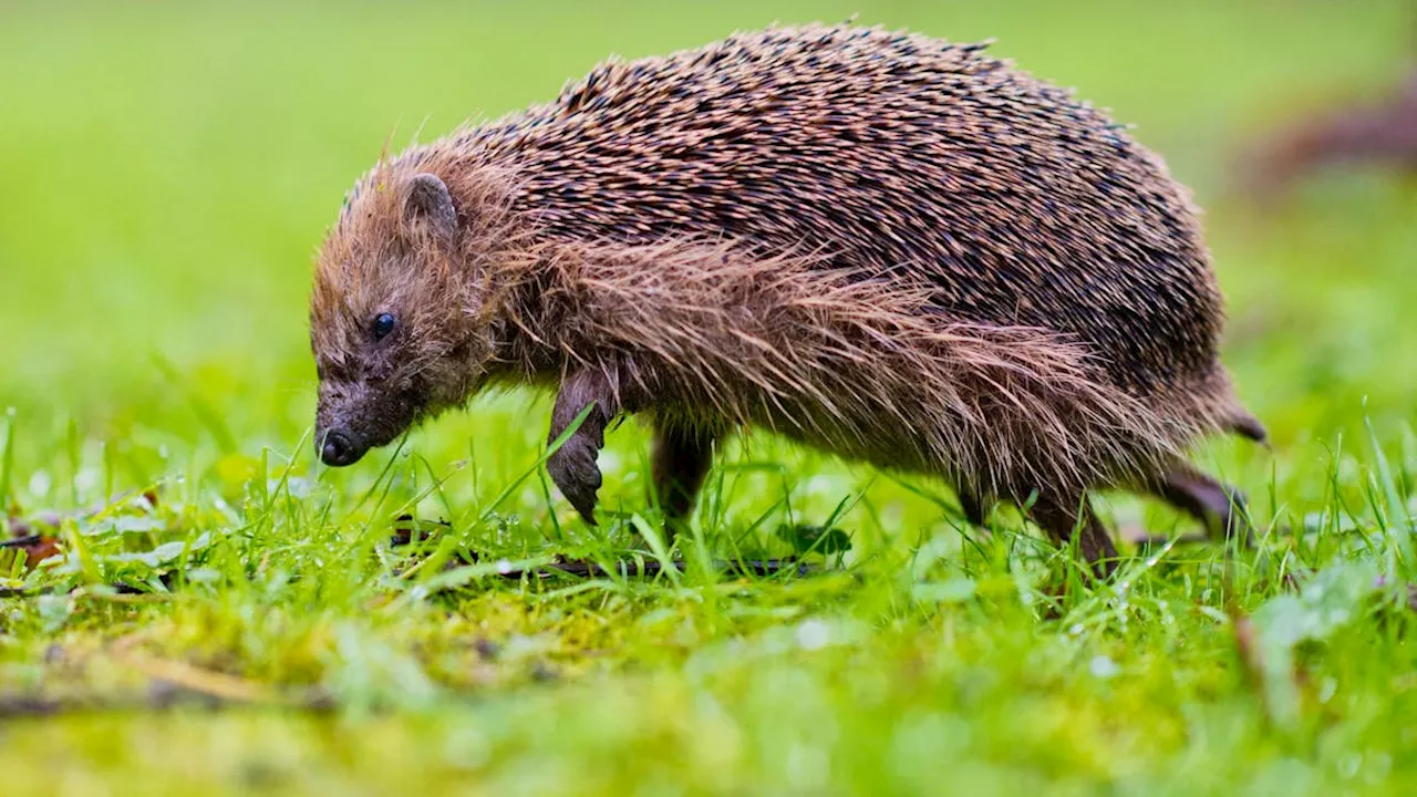 Igel neu in Roter Liste als potenziell gefährdet eingestuft