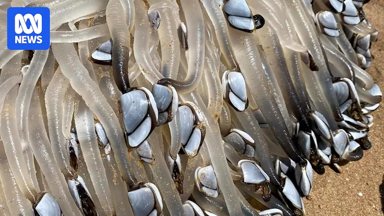 Goose barnacles resembling 'udon noodles' surprise beachgoers at Port Elliot