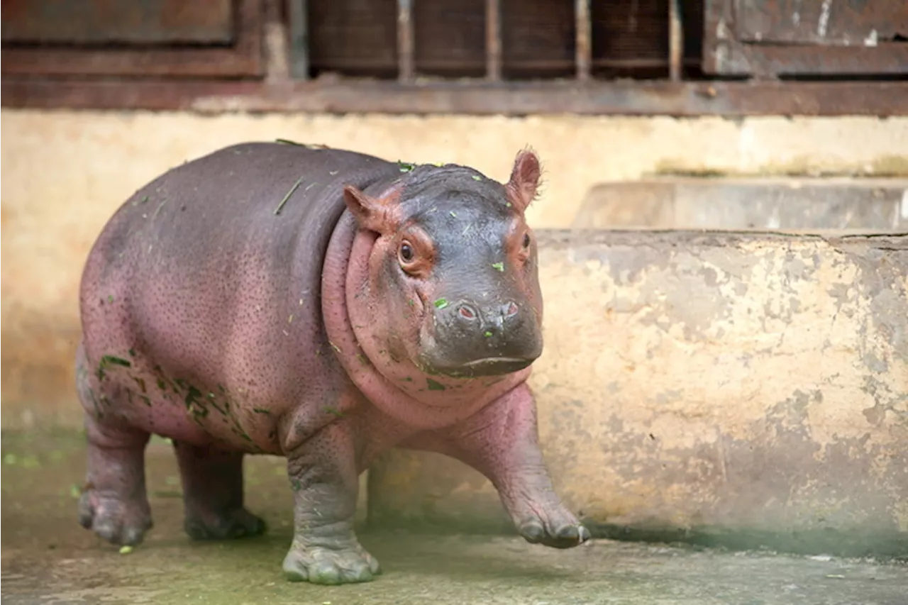 Cucciolo di ippopotamo allo zoo di Hanoi