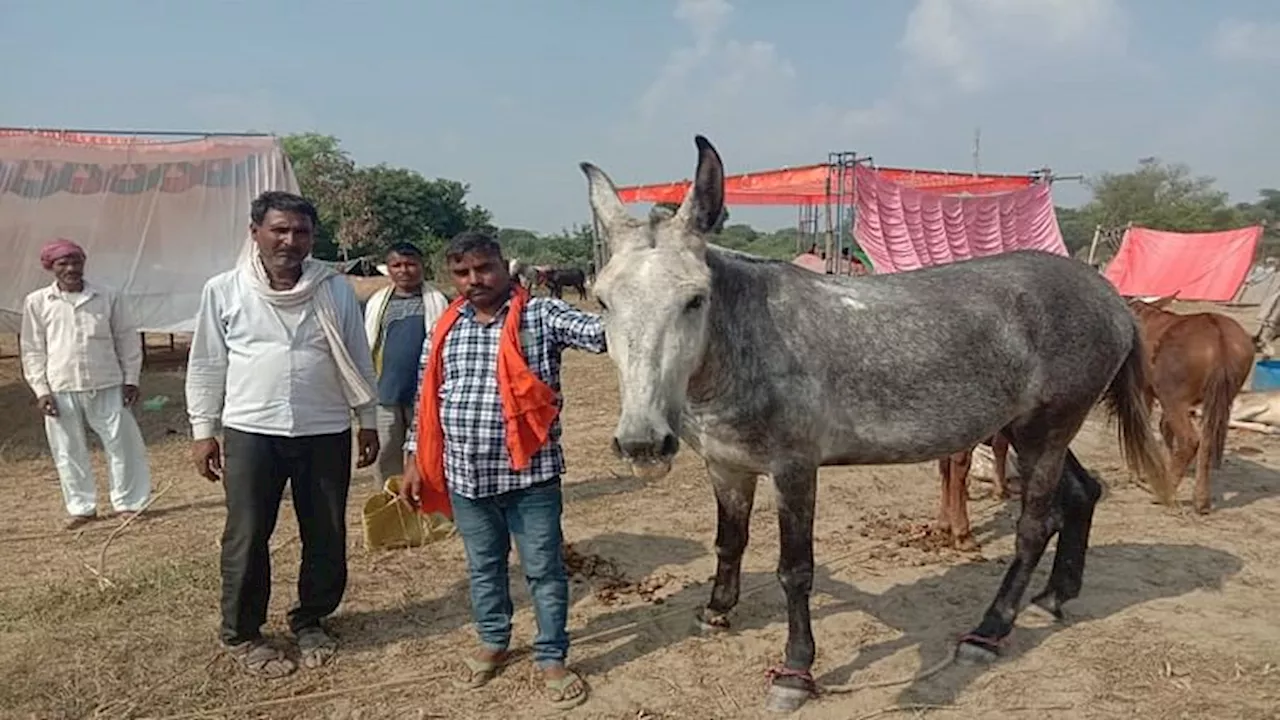 UP: रॉयल एनफील्ड बुलेट से भी महंगा है खच्चर 'चांडाल', कीमत जानकर रह जाएंगे हैरान; जानें क्या है इसकी खासियत