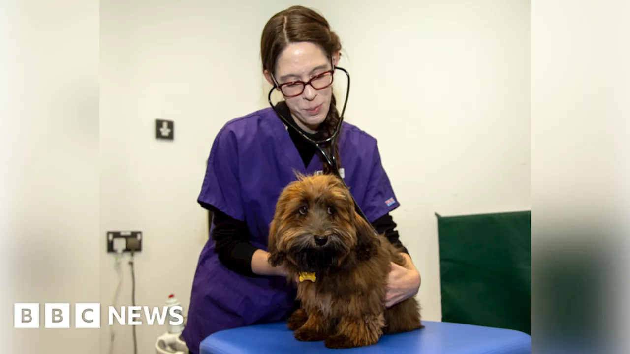 Cambridge researchers use AI to detect heart murmurs in dogs