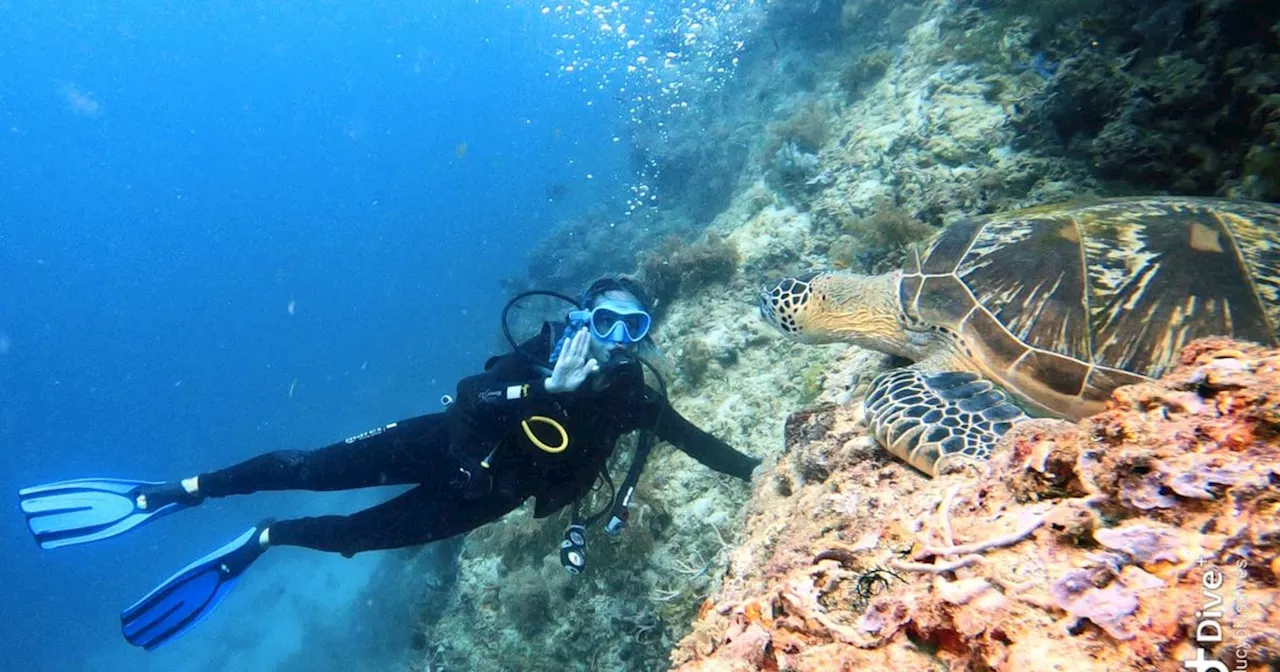 Moment seal 'takes bite' of diver's leg during underwater encounter