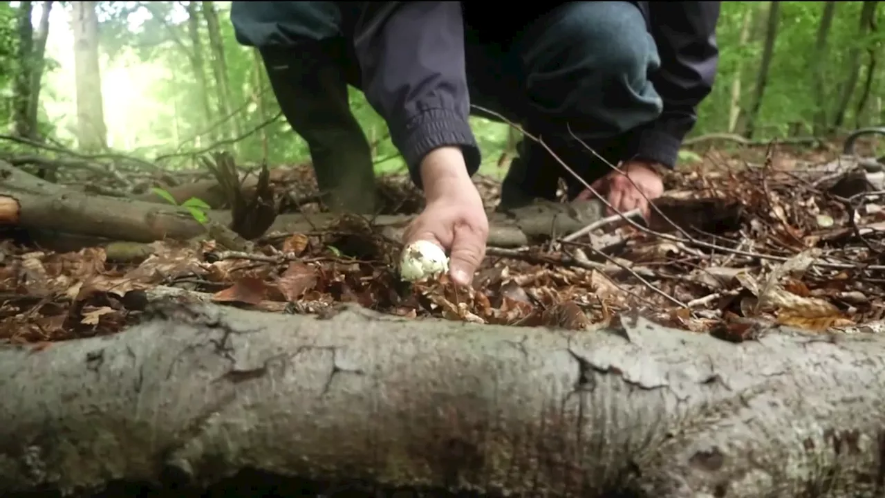 Chutes, intoxication: les gendarmes des Alpes-de-Haute-Provence appellent les cueilleurs de champignons à...