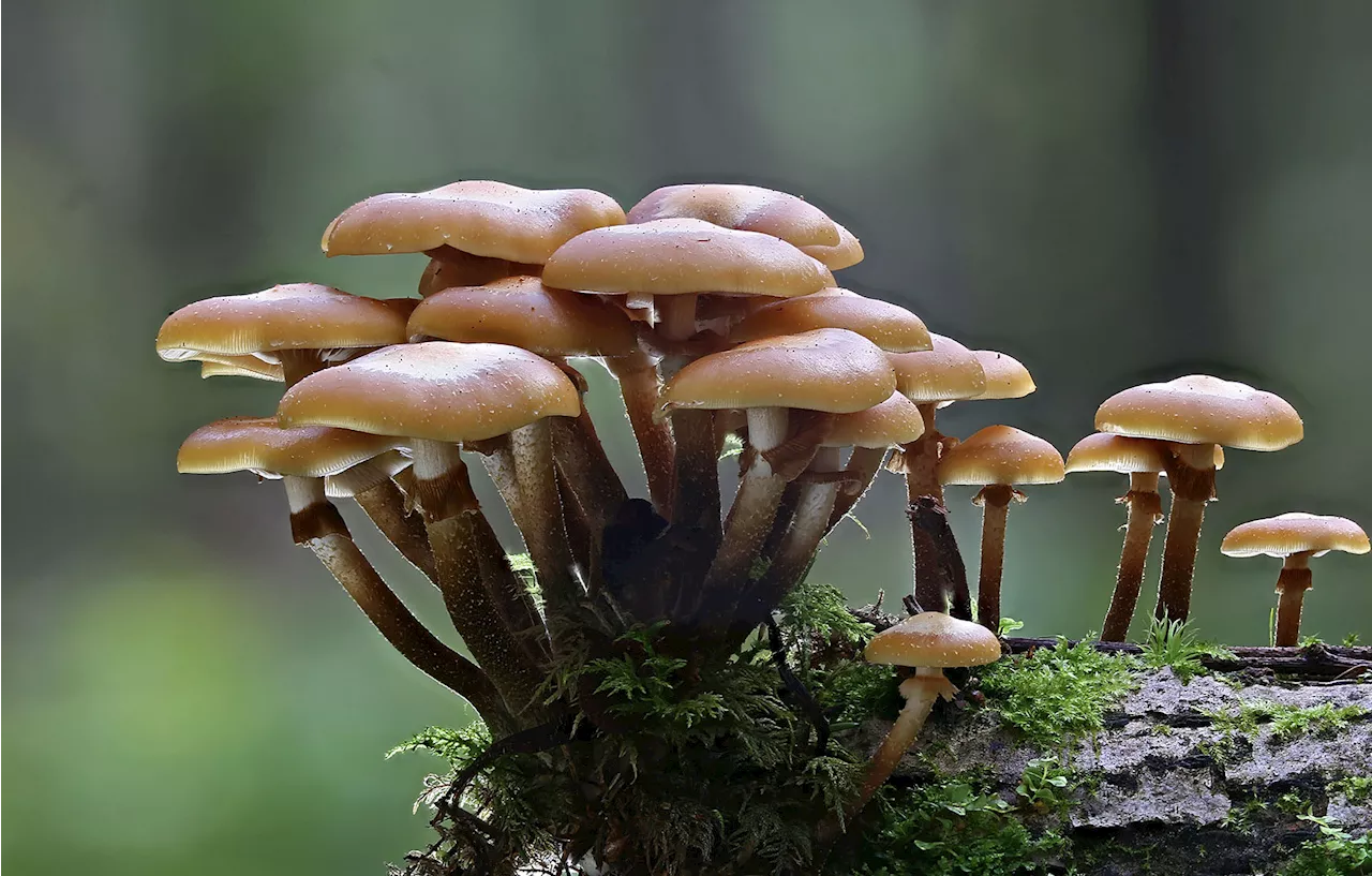 Researchers discovered a rare fungus that can learn and remember things