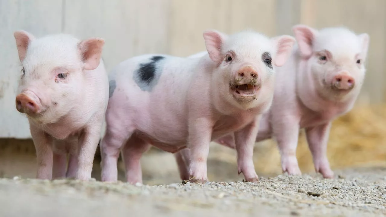 Medizin-Durchbruch: Forscher erwecken Schweinegehirne wieder zum Leben