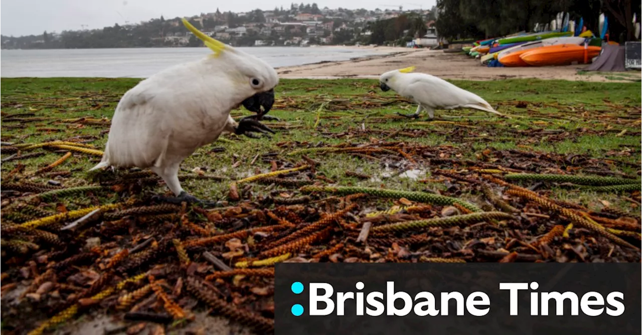 Licence to kill: Millions of Australian native animals legally slaughtered