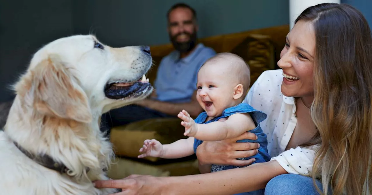 Beste Freunde: 3 Sternzeichen kommen mit Hunden besser aus als mit Menschen