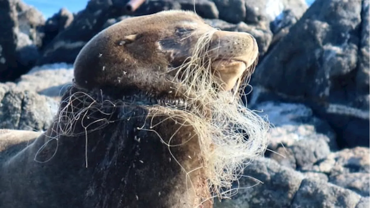 Sea lion with netting embedded in his neck, sealing mouth shut, rescued in B.C.