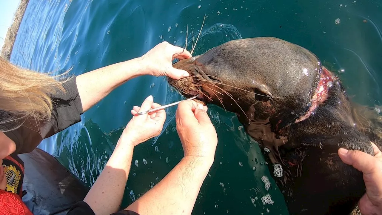 Netting removed from sea lion in ‘gut-wrenching’ rescue off Vancouver Island