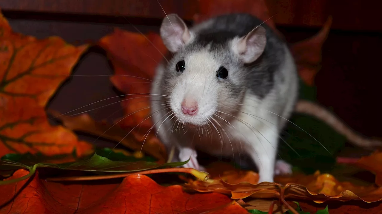 Victoria ranked 5th rattiest city in Canada, 4th in B.C.