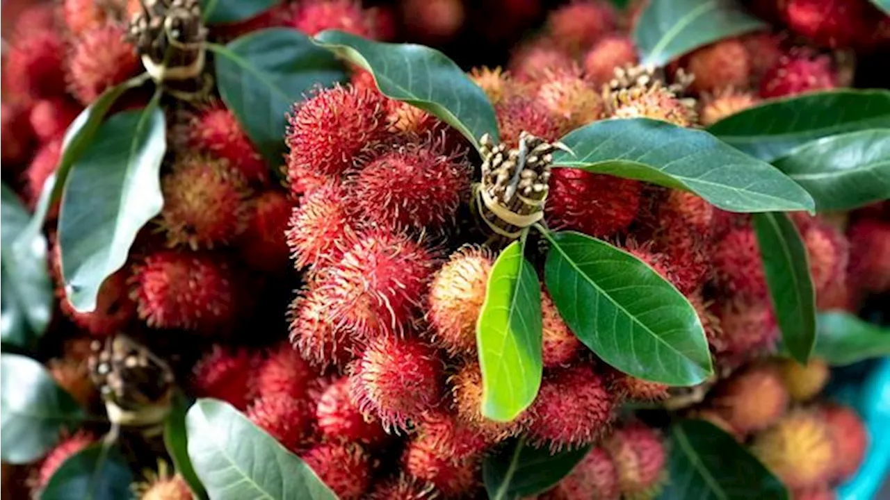 Rambutan RI Jadi Barang Mahal di Amerika, Harga Bisa Rp 500.000/kg