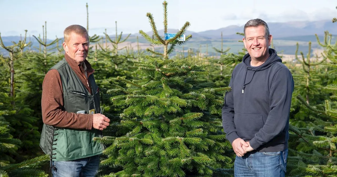 Dobbies Ayr to give away real Christmas trees for free ahead of festive season