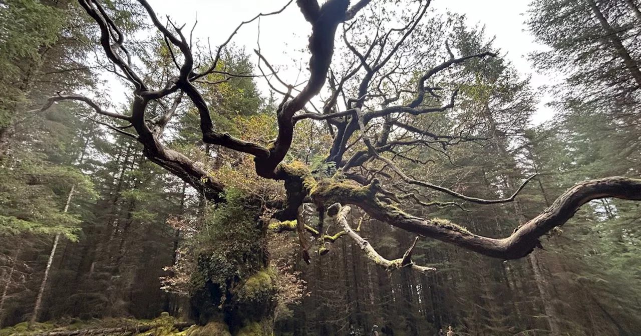 Historic Scots Oak, named after ceilidh band, crowned Tree of the Year