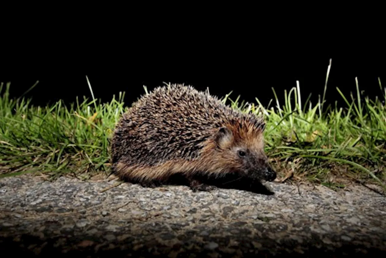 De egel is bijna met uitsterven bedreigd, en dat is vooral de schuld van de mens