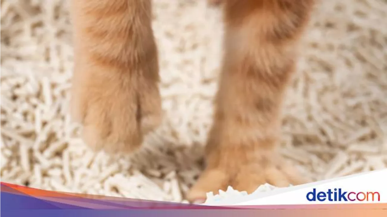 Nggak Ribet, Begini 3 Cara Hilangkan Bau Pipis Kucing di Rumah