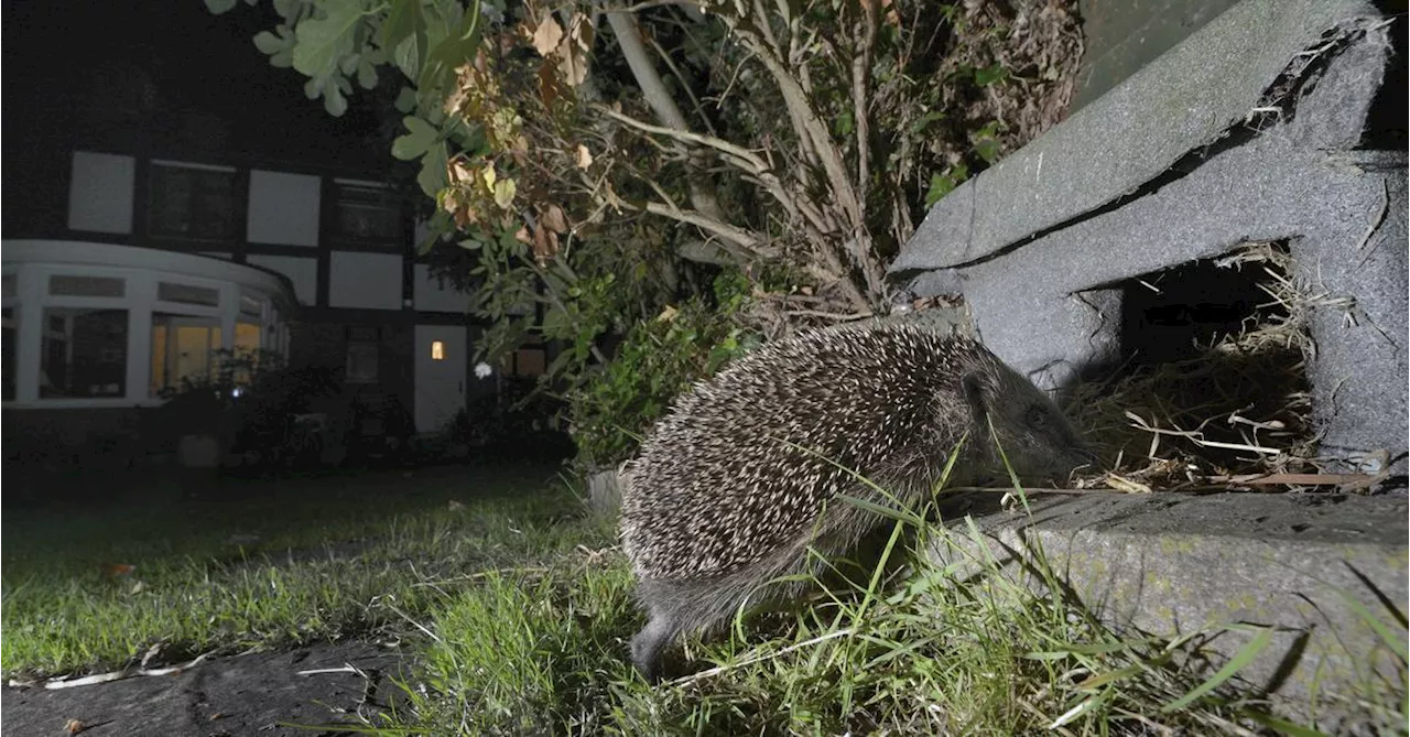 Igel erstmals als bedrohte Art auf Roter Liste