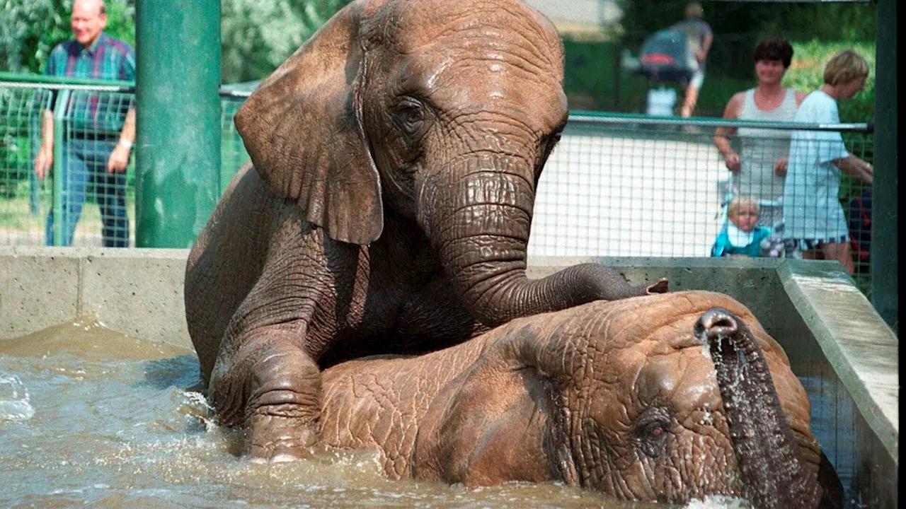 Aalborg Zoo har aflivet havens sidste to elefanter: 'De har været ikoniske for vores have'