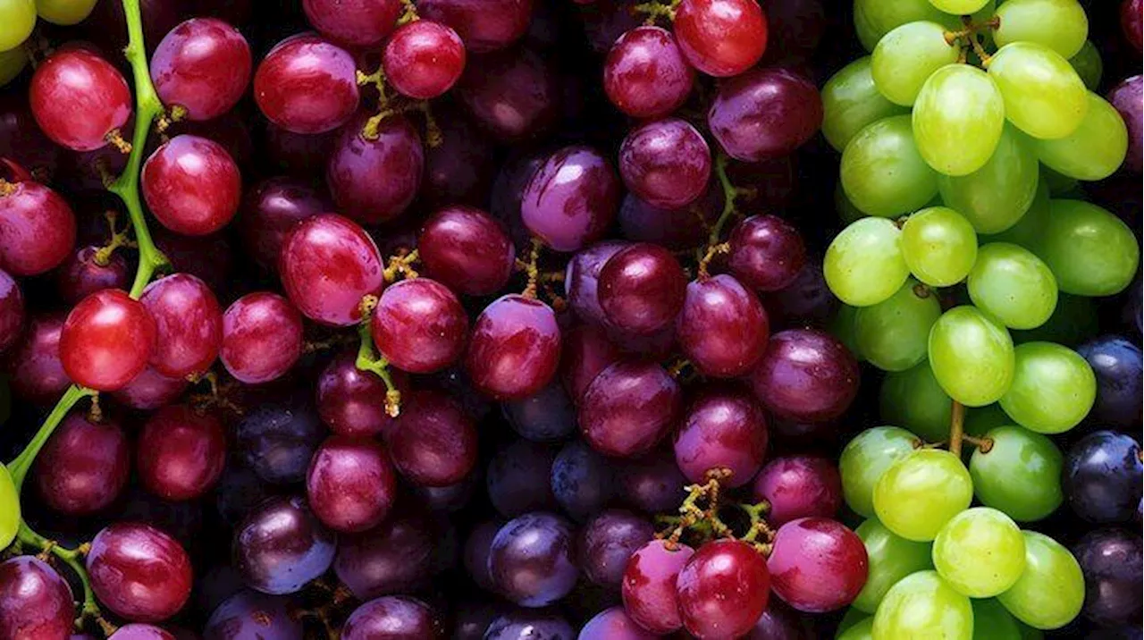 Uvas en su esplendor; descubre cuál es la mejor manera de mantenerlas libres de hongos