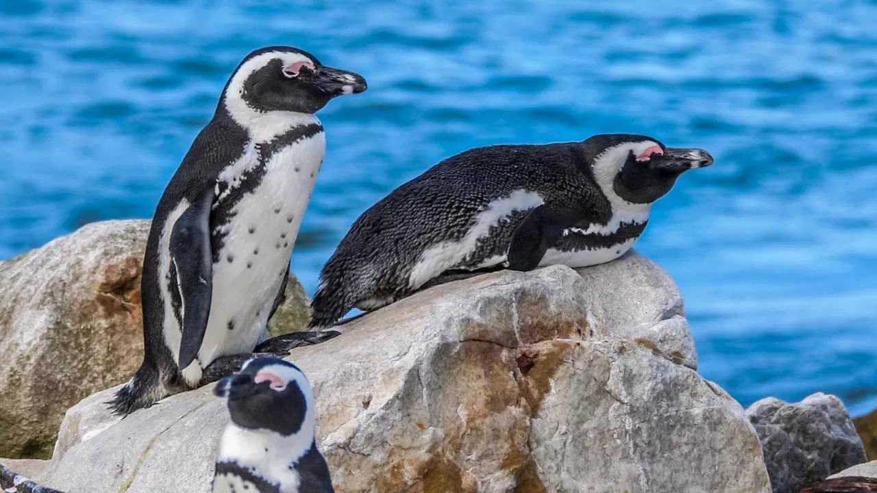 Argentina: arranca juicio por ecocidio contra hombre acusado de matar 105 pingüinos con maquinaria