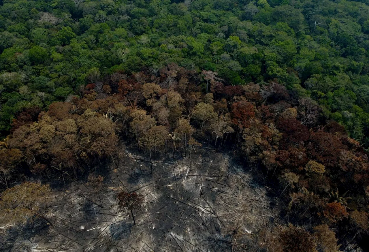 An Urgent Call To Save Trees Emerges From The Biodiversity COP16