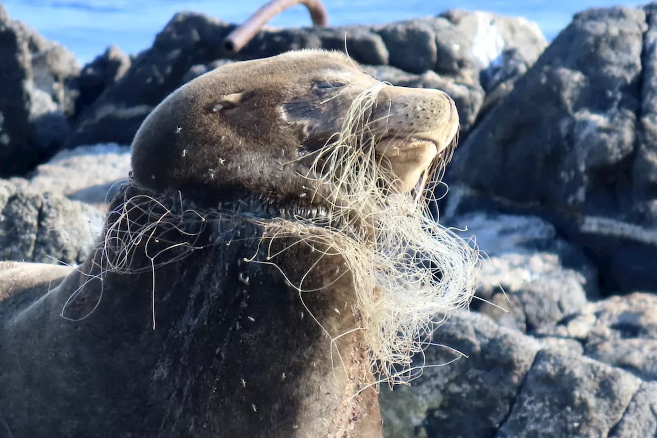 Sea lion severely entangled in netting rescued off the coast of Vancouver Island