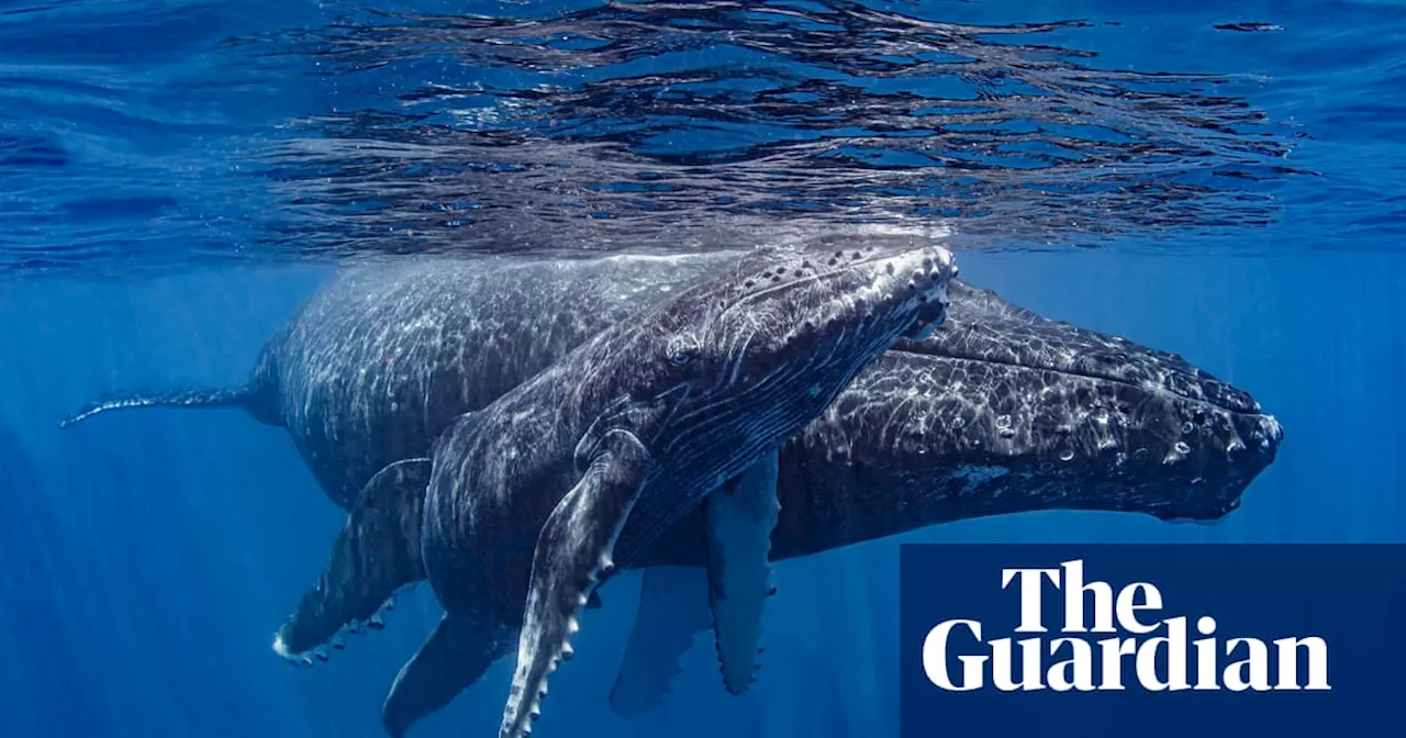 Whales ‘relentlessly pestered’: tourism boom sparks new rules in French Polynesia