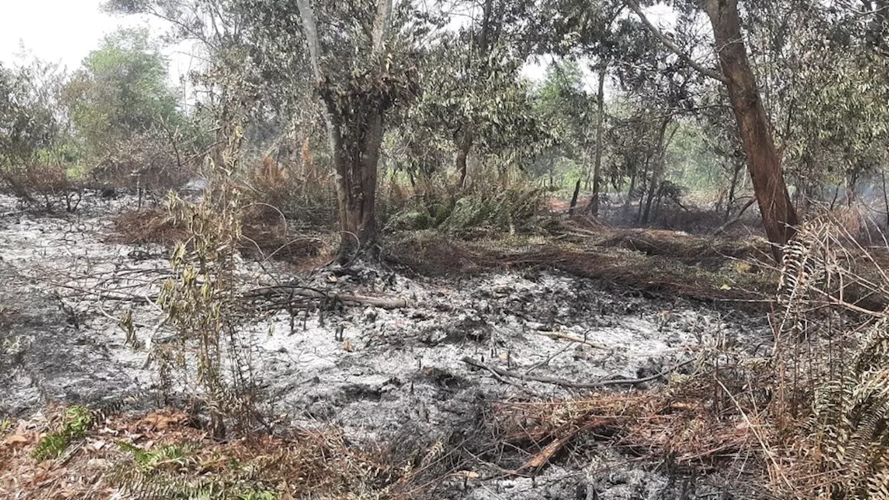 Ekosistem Gambut Kian Rapuh dan Pencegahan Lemah, Kebakaran Lahan di Kalbar Terus Berulang