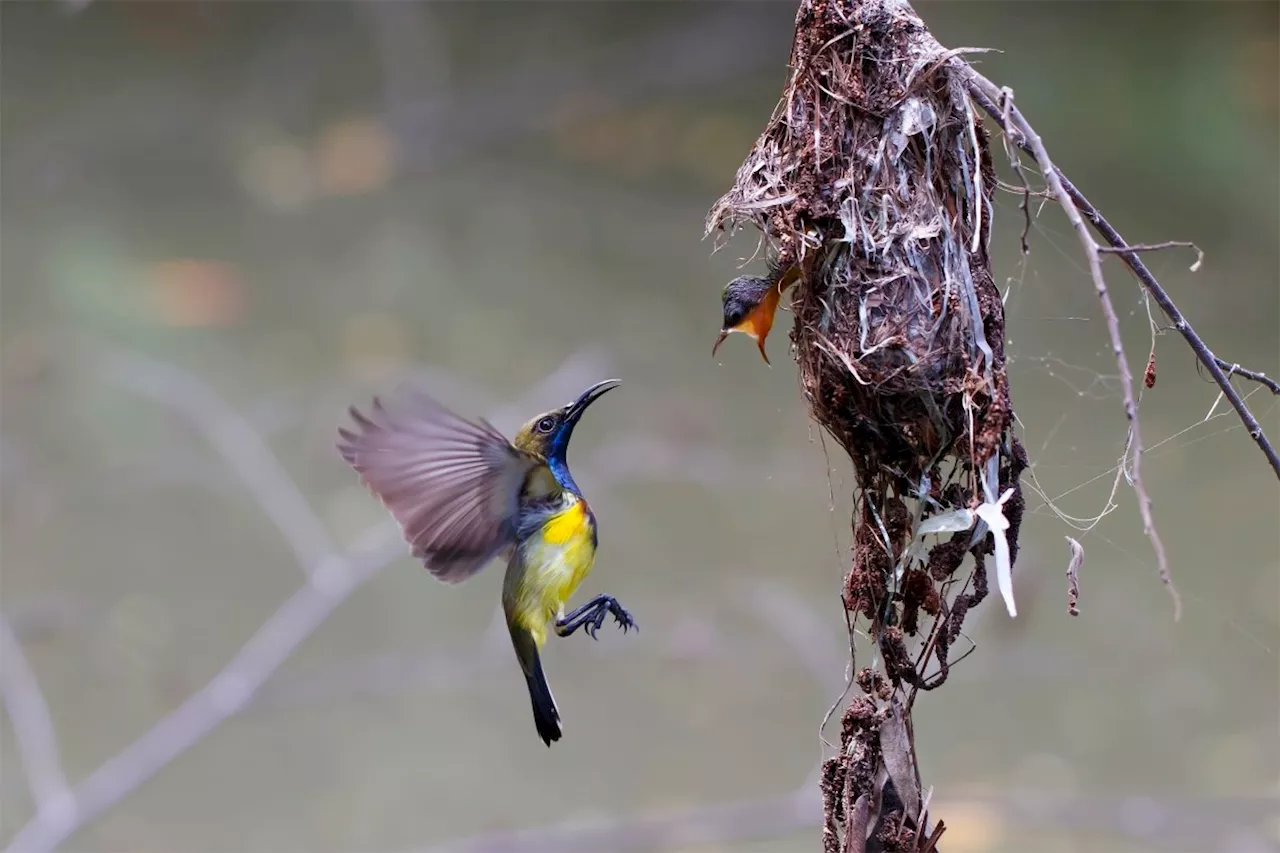 Softwareentwicklung: Ist es noch Flutter oder schon Flock? Es ist ein Fork!