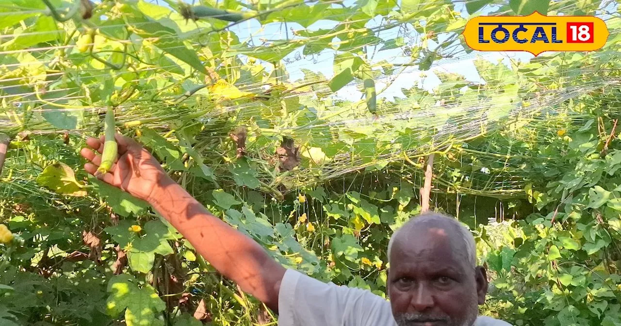 किसान इस विधि से करें सब्जियों की खेती, बंपर होगा मुनाफा, बन जाएंगे मालामाल