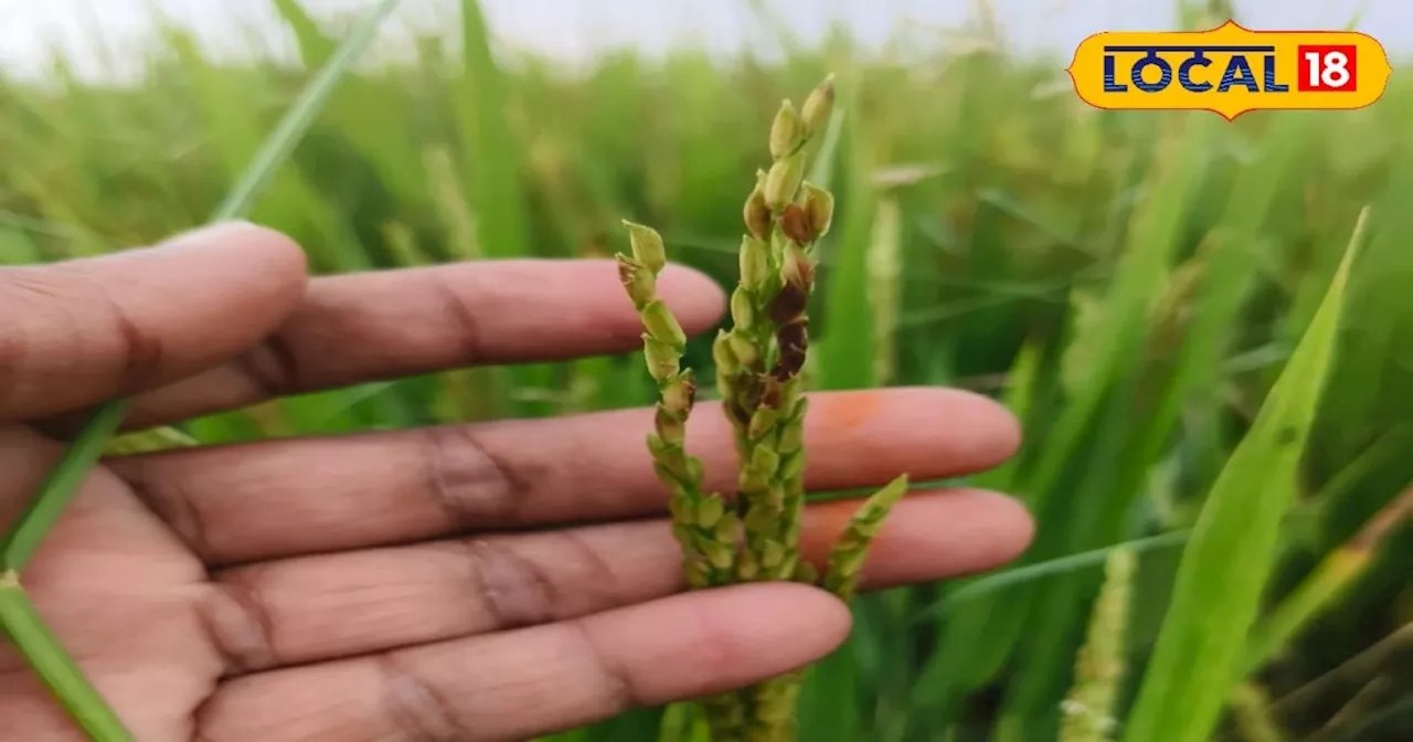 Agriculture Tips: किसान भूलकर भी न करें ये गलती, वरना धान की फसल हो जाएगी बर्बाद; ऐसे करें रोग की पहचान