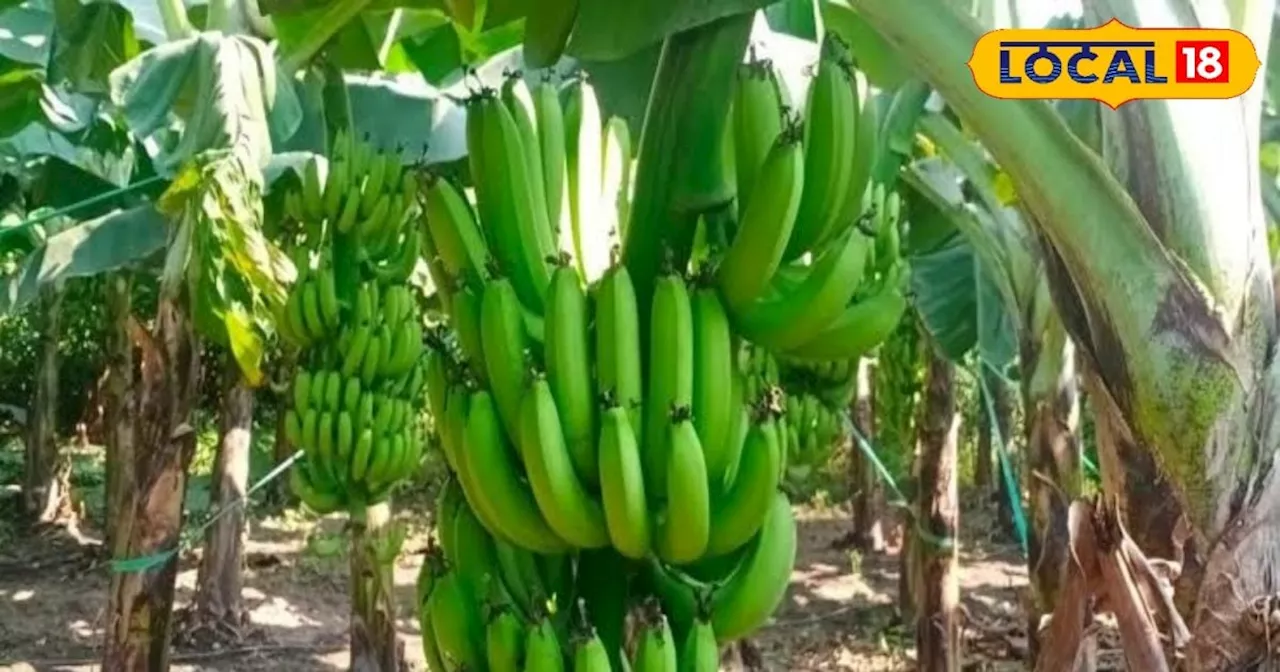 Banana Farming: 1 हेक्टेयर में लगाएं 3086 केले के पौधे, सालाना होगी इतनी कमाई