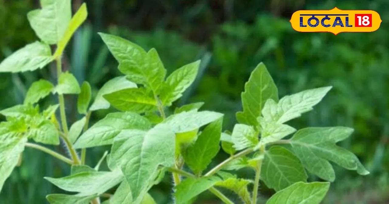 Lakhimpur Tomato Farming: टमाटर की खेती से पहले करेंगे खेतों में करें यह काम, किसान कम दिनों में ही हो जाएग...