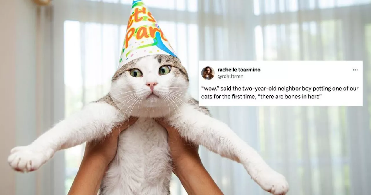 The Funniest Tweets About Cats In Honor Of National Cat Day